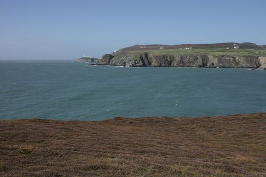 A view from heather across a bay to south stack lighthouse in the distance, Wales coast path, Anglesey, Wales, uk.