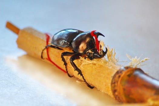 The stag beetle eating sugarcane.look so sweetness.