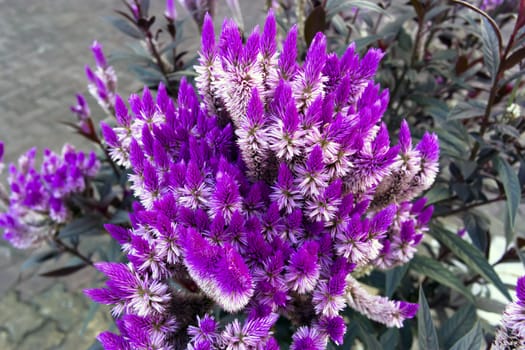 Astilba Flower near Wat Jad Yod in Chiang Rai.