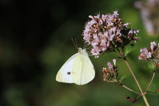 Cabbage White Butterfly feeding in early morning sun