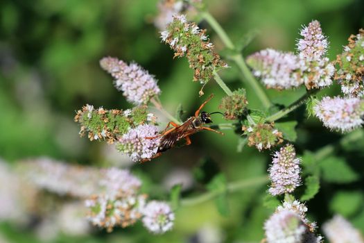 Great Golden Digger Wasp feeding on mint flower