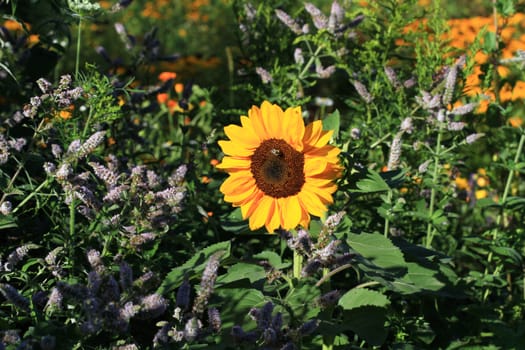 Sunflower in middle of mint flowers early morning sun