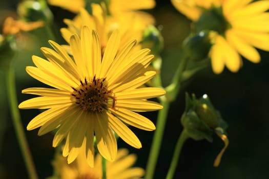 Sunflower backlit early morning sun late summer