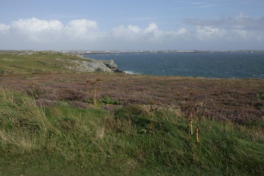 A view from clifftop vegetation at Porth Ruffydd looking past cliffs towards Trearddur bay in the distance, Wales coast path, The Range, Anglesey, Wales, UK.