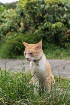 Ginger tabby cat sitting on the grass of outdoor in the cat village of Houtong, Taiwan.