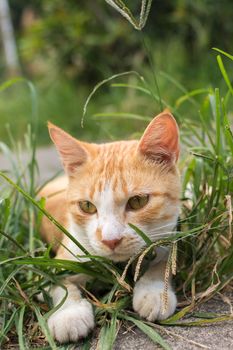 Ginger tabby cat lying on the grass of outdoor in the cat village of Houtong, Taiwan.