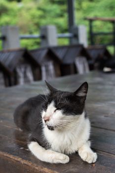 Tuxedo cat lying on the chair made of wood in the cat village of Houtong, Taiwan.
