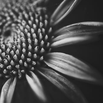 close up flower in black and white, film grain, shallow DOF