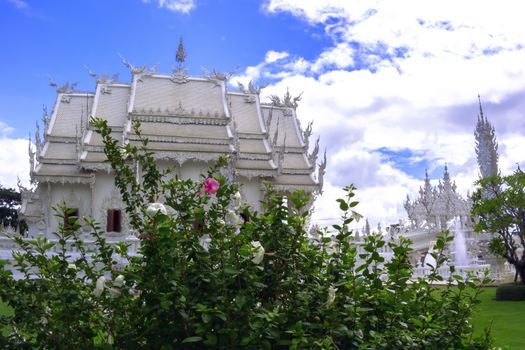 Hibiscus Bush with White and Pink Flowers in White Temple.