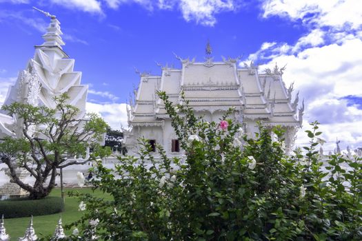 Hibiscus Bush with White and Pink Flowers in Wat Rong Khun After the Earthquake in may 2014, Right Side