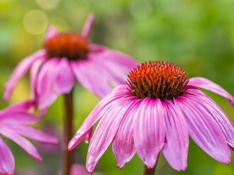 Closeup view of a wet pink coneflower after the rain