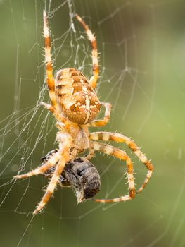 Striped brown spider with wasp as prey