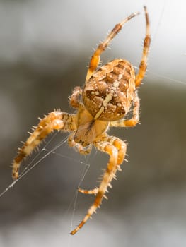 brown cross spider in web