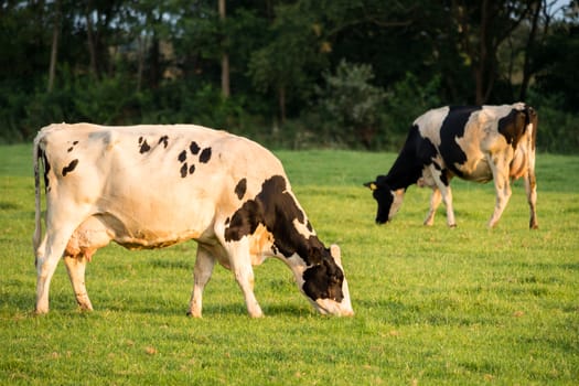 Two cows grazing in meadow in Netherlands