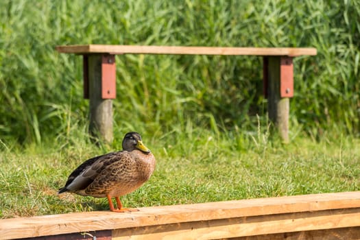 Solitary duck stands by bench by riverbank