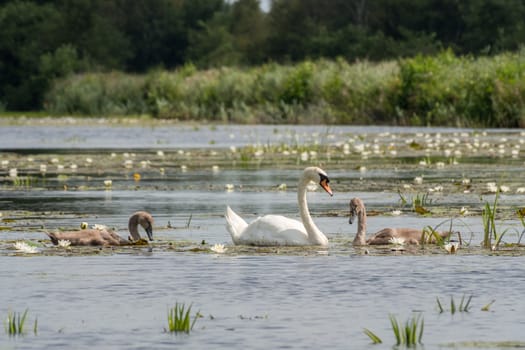 Mother swan swimming in river with chicks