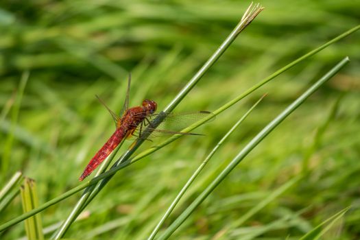Red dragonfly resting on a blade of grass