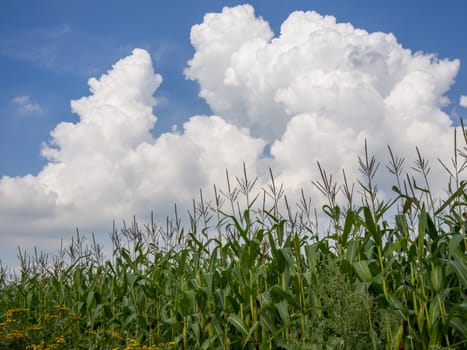 Big dramatic white cloud above a corn field