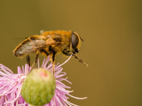 Honey bee resting on top of a pink thistle