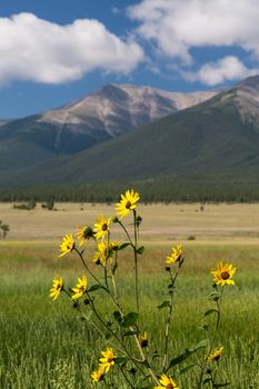 Yellow flowers and farmland frame Mount Princeton near Buena Vista Colorado