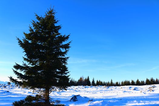 Austrian forest on a sunny day