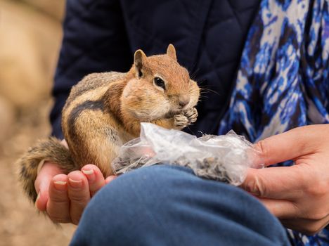 Cute tame and friendly chipmunk in hand of lady as she feeds him seeds and nuts from a plastic bag