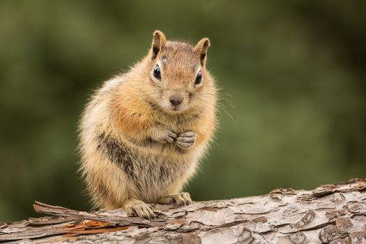 Cute tame and friendly chipmunk posing for camera with a quizzical expression as if to say who me?