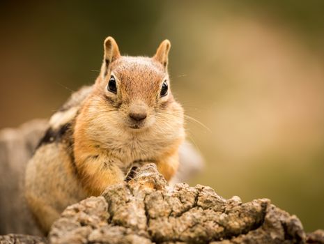 Cute tame and friendly chipmunk posing for camera with a quizzical expression
