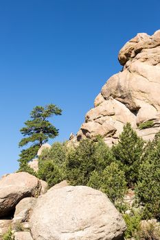 Lone old ponderosa pine tree grows from rocky plateau by Turtle Rocks near Buena Vista Colorado, famous for climbing