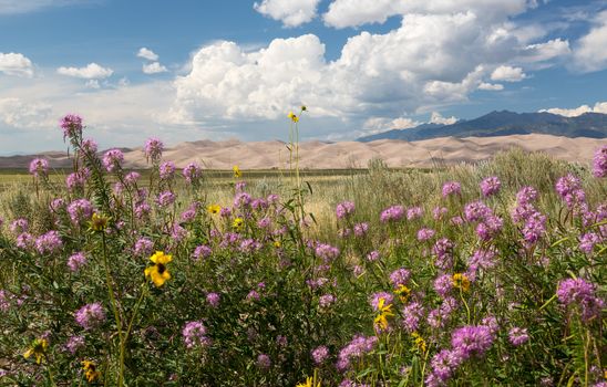 Wildflowers frame a view of the dunes at Great Sand Dunes National Park in Colorado with the mountains behind. Unusual to see clouds over the sand