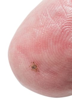 Extremely tiny nymph or larva stage of the black legged eastern tick showing its underside