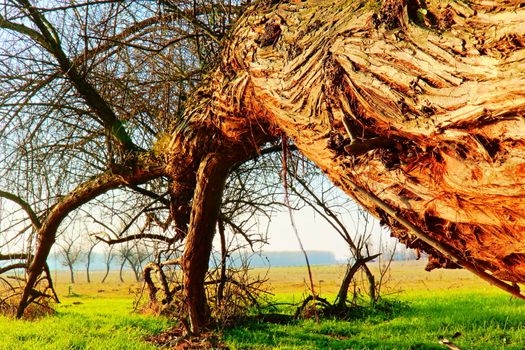 The Leaning Tree  in the Puszta