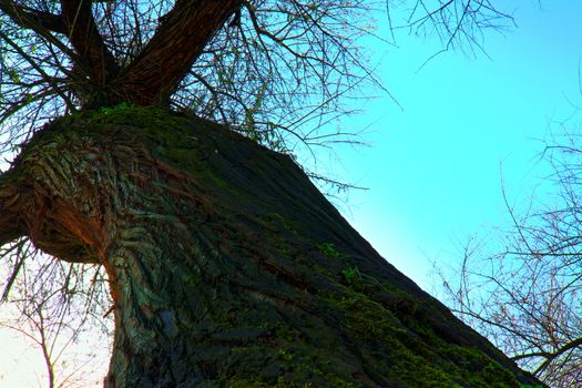 The Leaning Tree  in the Puszta