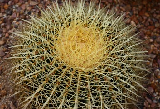 Extreme Close Up Shot Of Cactus Plant 