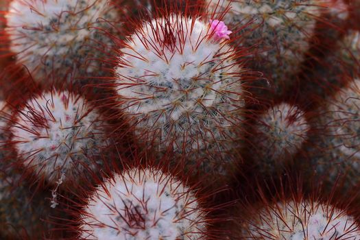 Extreme Close Up Shot Of Cactus Plant 