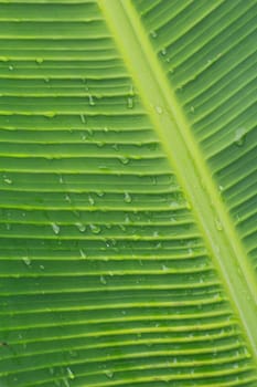 There are drops on banan leaf.Looks fresh after raining.