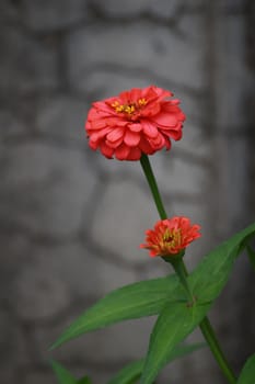 The red flower name zinnia elegans blooming nearly my room.So beautiful flower.