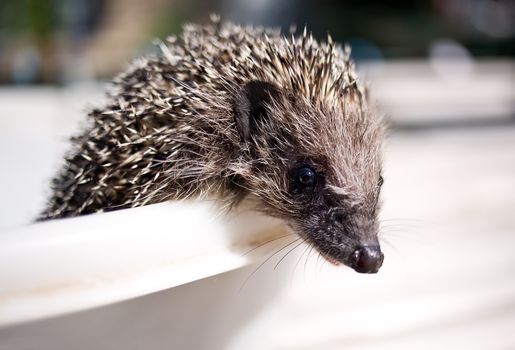 Muzzle Eurasian hedgehog on light background closeup