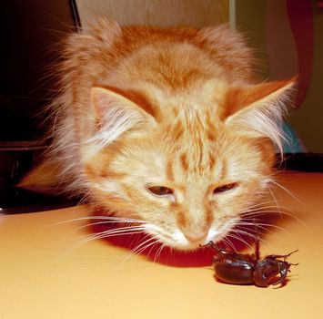 Red cat sniffs rhinoceros beetle on orange background wallpaper