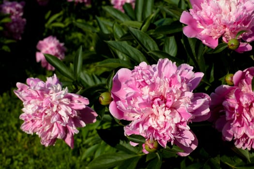 Two pink peonies in the garden
