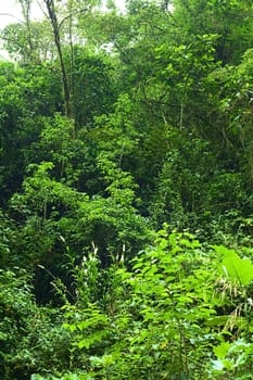 Lush vegetation in cloud forest in Ecuador close to the small town of Rio Verde