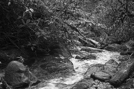 Monochrome image of small brook surrounded by rocks and lush vegetation in cloud forest in Ecuador close to the small town of Rio Verde 