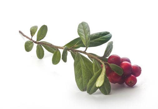 Isolated branch of red whortleberry on the white background