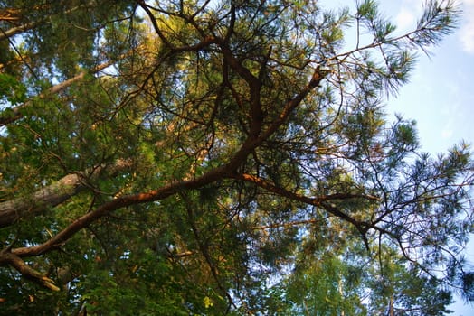 Green branches of a pine the blue sky.