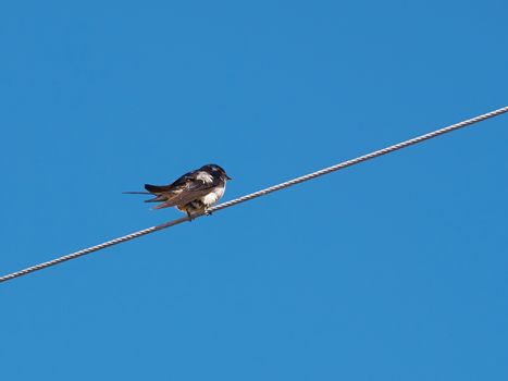 Bird sitting on a metal wire with clear blue summer sky