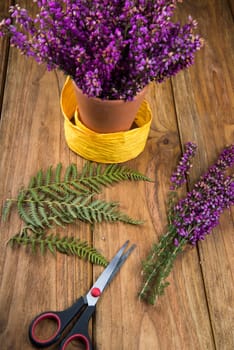 purple and viola heather flowers on wooden table in ceramic pot with yellow ribbonand scissors