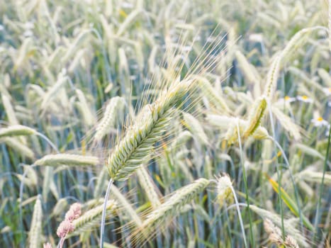 Whole green barley grain in a field