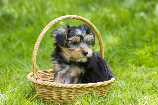 yorkshire terrier