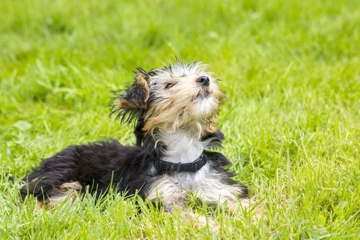 yorkshire terrier