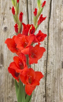 red gladiolus flowers on wooden background